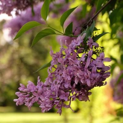 Zbliżenie na fioletowe kwiaty lilaka, w tle zielony trawnik