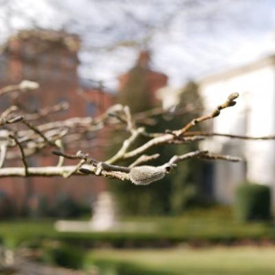 Na pierwszym planie gałązka z omszałymi pąkami