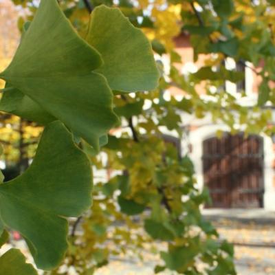 Zbliżenie na liście miłorzębu japońskiego, w tle budynek Galerii Sztuki Dawnej