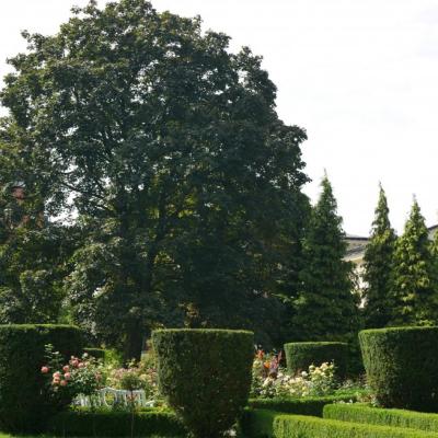 Ogród Muzeum, geometrycznie przystrzyżone zielone krzewy, pomiędzy nimi kwitną kompozycje kwiatów, w tle duże, rozłożyste drzewo.