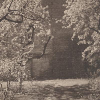 Czarno-biała fotografia, pośrodku ścieżka, po lewej i prawej stronie kwitnące drzewa