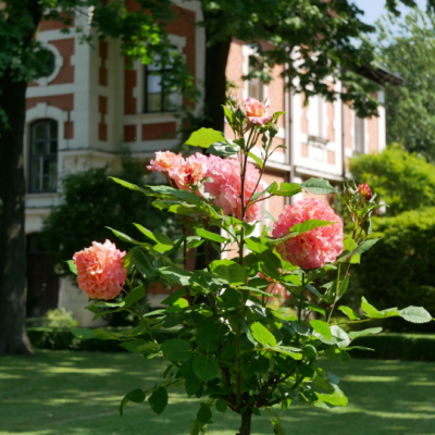 Krzew róży o różowych kwiatach, w tle budynek powozowni