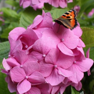 Przypałacowy ogród