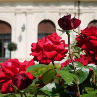 Czerwone róże, w tle pałac