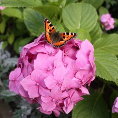 zbliżenie na różową hortensję, na której siedzi motyl 